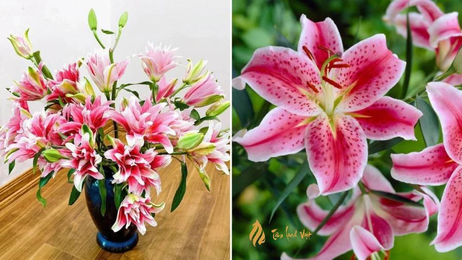 Hoa ly với màu sắc đẹp có nguồn gốc từ châu Á